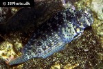 salarias fasciatus salarias fasciatus