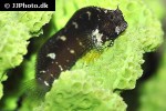 salarias ramosus salarias ramosus