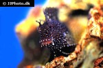 salarias ramosus salarias ramosus