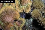 salarias ramosus salarias ramosus