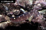 salarias ramosus salarias ramosus