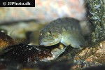 zoarces viviparus zoarces viviparus
