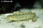 zoarces viviparus zoarces viviparus