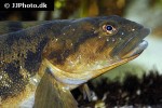 zoarces viviparus zoarces viviparus