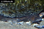 zoarces viviparus zoarces viviparus