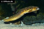zoarces viviparus zoarces viviparus