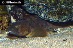 zoarces viviparus zoarces viviparus