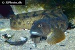 zoarces viviparus zoarces viviparus