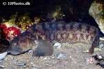 zoarces viviparus zoarces viviparus