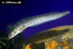 zoarces viviparus zoarces viviparus