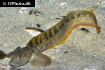 zoarces viviparus zoarces viviparus