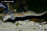 zoarces viviparus zoarces viviparus