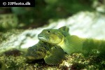 zoarces viviparus zoarces viviparus