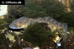 zoarces viviparus zoarces viviparus