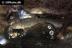 zoarces viviparus zoarces viviparus