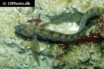 zoarces viviparus zoarces viviparus