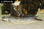 zoarces viviparus zoarces viviparus