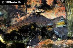 zoarces viviparus zoarces viviparus