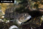 zoarces viviparus zoarces viviparus