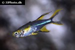 marosatherina ladigesi marosatherina ladigesi
