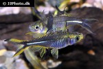 marosatherina ladigesi marosatherina ladigesi