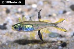 marosatherina ladigesi marosatherina ladigesi