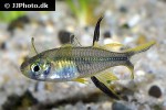 marosatherina ladigesi marosatherina ladigesi