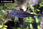 marosatherina ladigesi marosatherina ladigesi