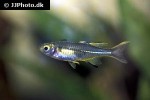 marosatherina ladigesi marosatherina ladigesi