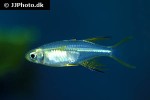 marosatherina ladigesi marosatherina ladigesi