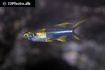 marosatherina ladigesi marosatherina ladigesi