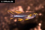 marosatherina ladigesi marosatherina ladigesi
