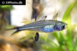 marosatherina ladigesi marosatherina ladigesi