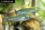 marosatherina ladigesi marosatherina ladigesi