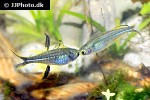 marosatherina ladigesi marosatherina ladigesi