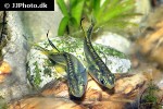 marosatherina ladigesi marosatherina ladigesi