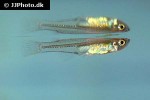 pseudomugil cyanodorsalis pseudomugil cyanodorsalis