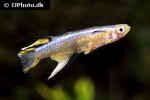 pseudomugil cyanodorsalis pseudomugil cyanodorsalis