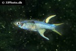 pseudomugil cyanodorsalis pseudomugil cyanodorsalis