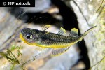 pseudomugil furcatus pseudomugil furcatus