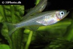 pseudomugil furcatus pseudomugil furcatus