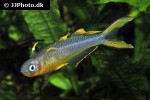 pseudomugil furcatus pseudomugil furcatus