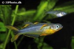 pseudomugil furcatus pseudomugil furcatus