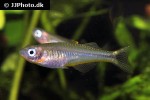 pseudomugil furcatus pseudomugil furcatus