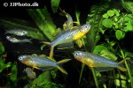 pseudomugil furcatus pseudomugil furcatus