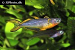 pseudomugil furcatus pseudomugil furcatus