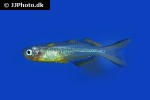 pseudomugil furcatus pseudomugil furcatus