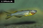 pseudomugil furcatus pseudomugil furcatus