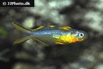 pseudomugil furcatus pseudomugil furcatus
