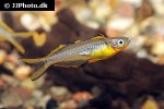 pseudomugil furcatus pseudomugil furcatus